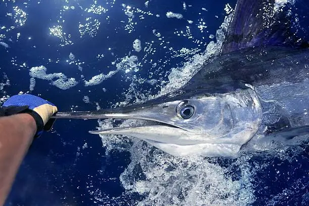 Atlantic white marlin big game sport fishing animal release by human angler hand over blue ocean saltwater