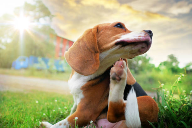 perro beagle rascarse cuerpo sobre verde hierba al aire libre en el parque en día soleado. - juvenile lawn animal mammal fotografías e imágenes de stock