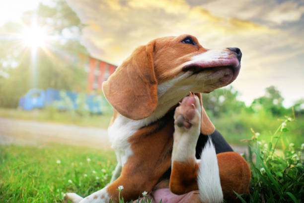 cão beagle arranhando o corpo na grama verde ao ar livre no parque em dia ensolarado. - pets white black nature - fotografias e filmes do acervo