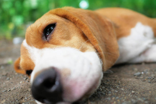 z bliska portret słodkiego psa beagle leżącego na drodze w parku. - dog lying down tired street zdjęcia i obrazy z banku zdjęć
