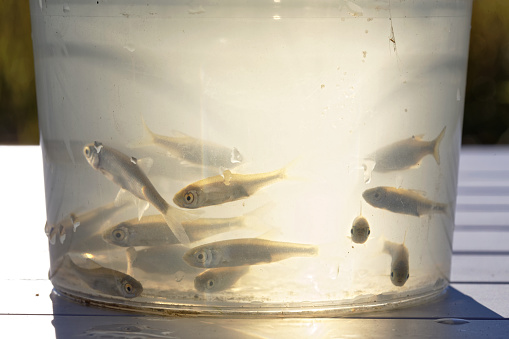 Small live silver minnows as bait for predatory fish in a plastic box with water on the table