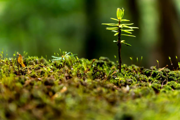 istock Breath of the forest 1050702558