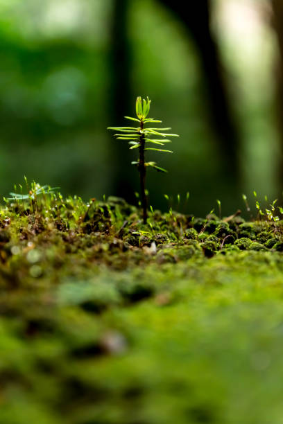 Breath of the forest