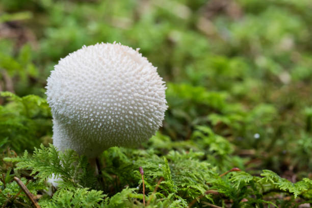 일반적인 puffball 버섯-lycoperdon perlatum-녹색 물 이끼에 성장 - 일반 퍼프볼 뉴스 사진 이미지