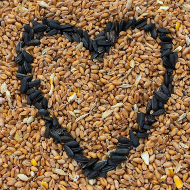 istock Bird seed with sunflower seed heart shape 1050703338