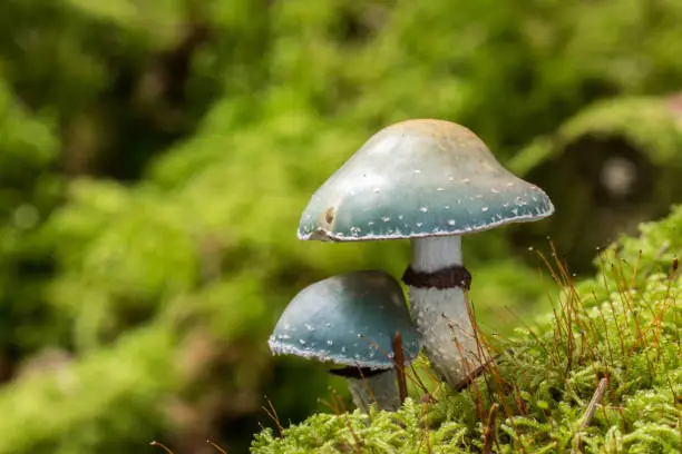 Closeup of two verdigris agarics mushrooms - Stropharia aeruginosa - growing in moss