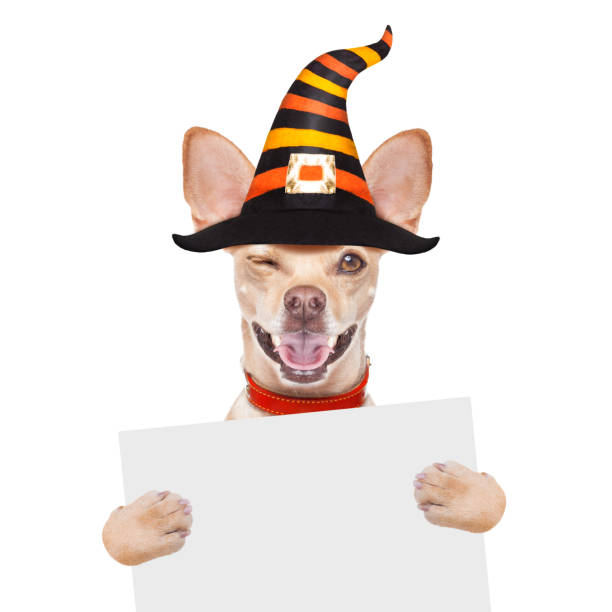 istock halloween  ghost  dog trick or treat 1050705556
