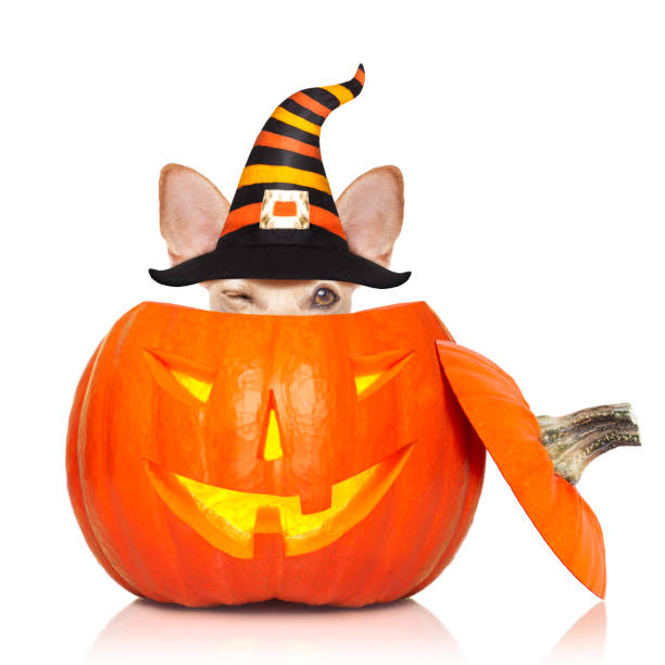 istock halloween  ghost  dog trick or treat 1050705642
