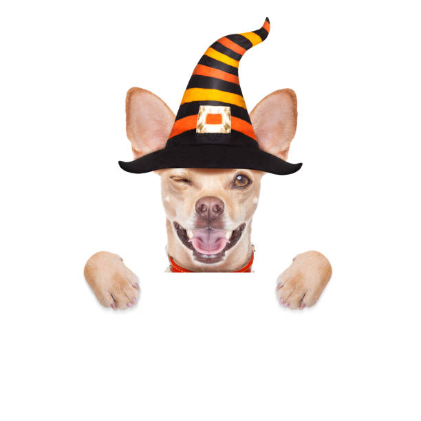 istock halloween  ghost  dog trick or treat 1050705700