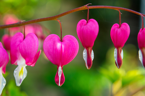 Delicate, rose-pink, heart-shaped flowers with their elegant white teardrop tips