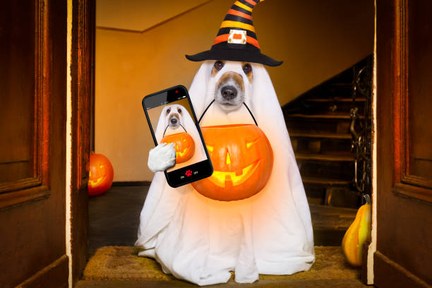 istock halloween  ghost  dog trick or treat 1050705876
