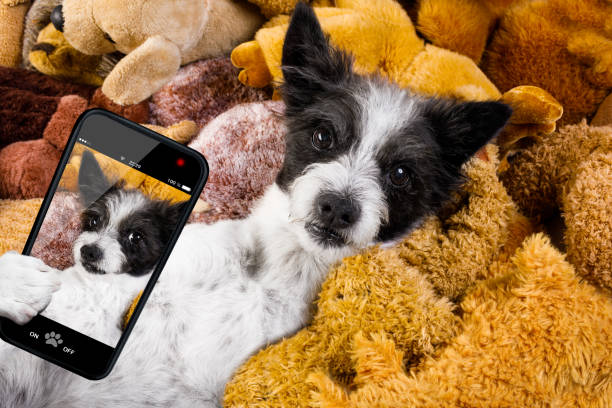 istock cozy  dog in bed with teddy bears 1050705940