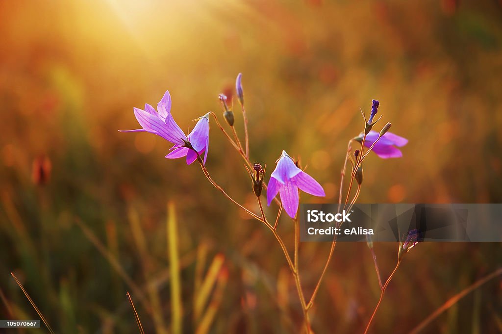 Blooming bluebells Blooming wild bluebell flowers in a meadow Back Lit Stock Photo