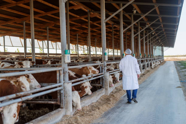 istock Veterinarian checking cows at cow farm. 1050706676