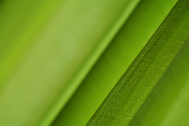 istock green background with a beautiful cloth 105070778