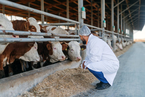 istock Veterinarian checking cows at cow farm. 1050709234