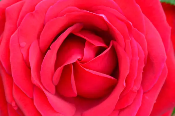 Photo of Single Ingrid Bergman Rose.