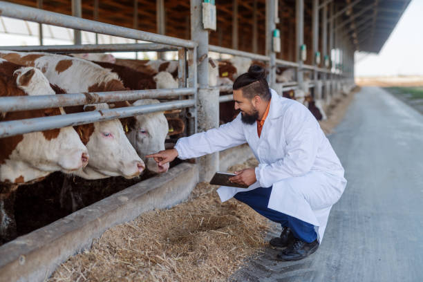 istock Veterinarian checking cows at cow farm. 1050709490