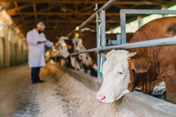 istock Veterinarian checking cows at cow farm. 1050709536