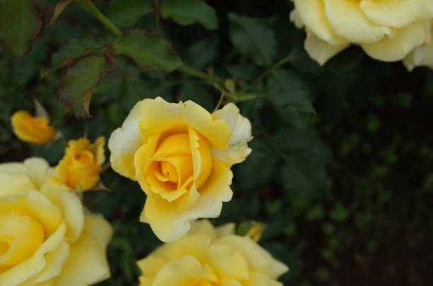 istock Rose - Light Yellow 'Gold Bunny' 1050709814