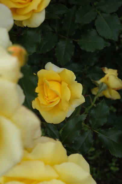 istock Rose - Light Yellow 'Gold Bunny' 1050709816