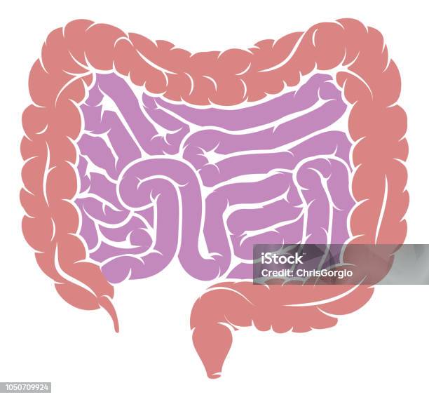 Diagram Of Intestine Gut Digestive System Stock Illustration - Download Image Now - Intestine, Colon, White Background