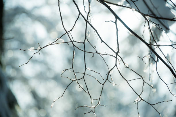 istock Snow-covered twigs close-up 1050712348