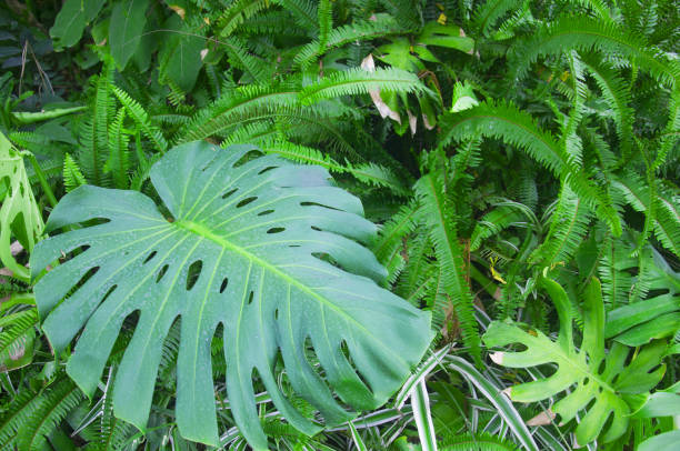 istock Big green leaf and fern around 1050713460
