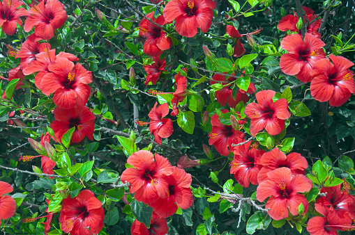 Tree with big red flowers, hibiscus, summer, Spain