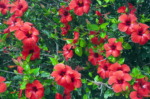 Tree With Big Red Flowers Hibiscus Stock Photo - Download Image Now - Hibiscus, Plant, Beauty - iStock