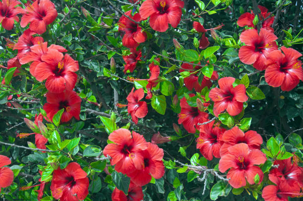 tree with big red flowers, hibiscus - hibiscus imagens e fotografias de stock