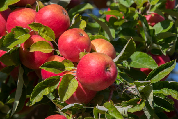 istock Amasya apples and apples 1050716714
