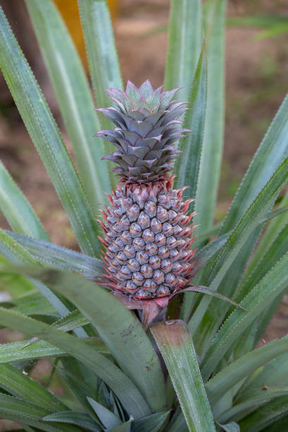 istock Pineapple growing in a plantation, tropical fruit, Thailand. Close up 1050718940