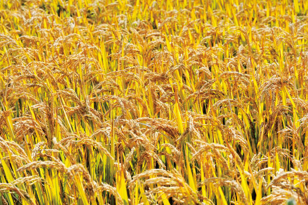 istock paddy field in the harvest autumn 1050719102