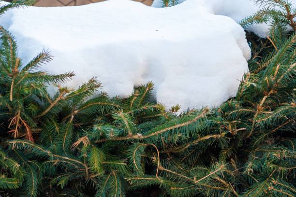 istock snow covering the branches of coniferous tree, spruce 1050719208