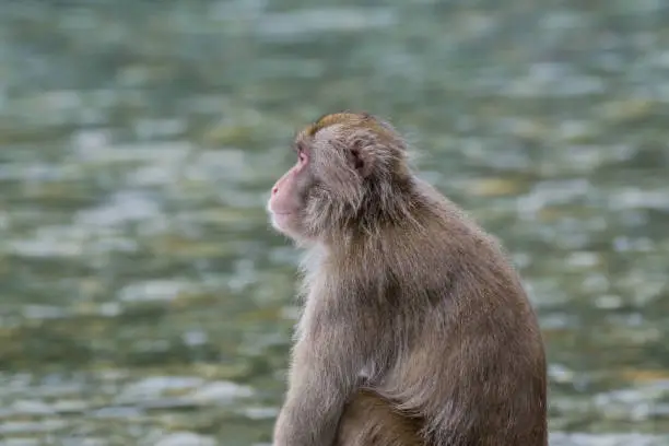 The profile of a macaque shows the peaceful moment of his meditation.