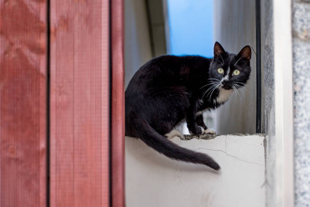 istock A black cat's meesage_don't follow me 1050720474