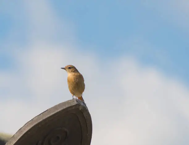 Adorable female daurian redstart is perching on a rooftop of a traditional Korean building.