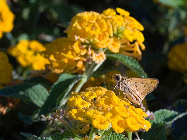 istock Skipper on Yellow Lantana 105072526