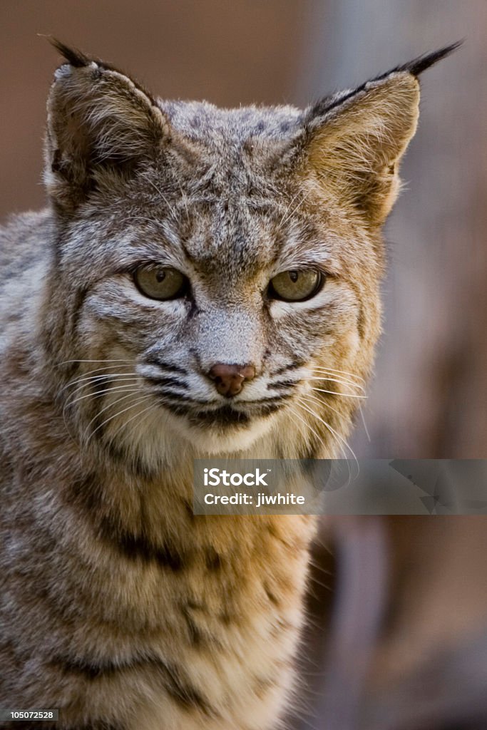 Mirada de Bobcat - Foto de stock de Cabeza de animal libre de derechos