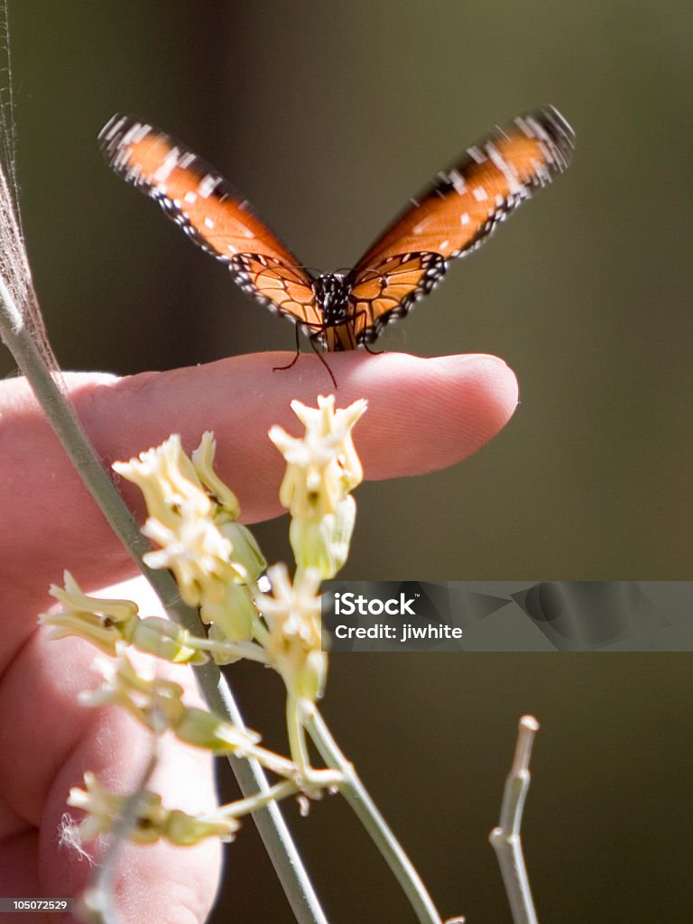 Mariposa cordial - Foto de stock de Mariposa - Lepidópteros libre de derechos