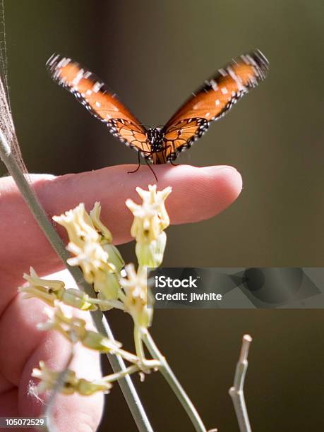 Mariposa Cordial Foto de stock y más banco de imágenes de Mariposa - Lepidópteros - Mariposa - Lepidópteros, Movimiento, Actividad