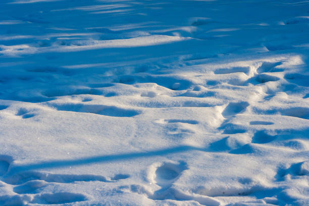 istock Full of traces on the snow 1050725868