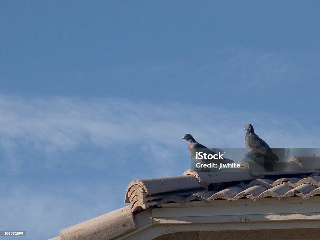 Gołębie na dachu - Zbiór zdjęć royalty-free (Bez ludzi)