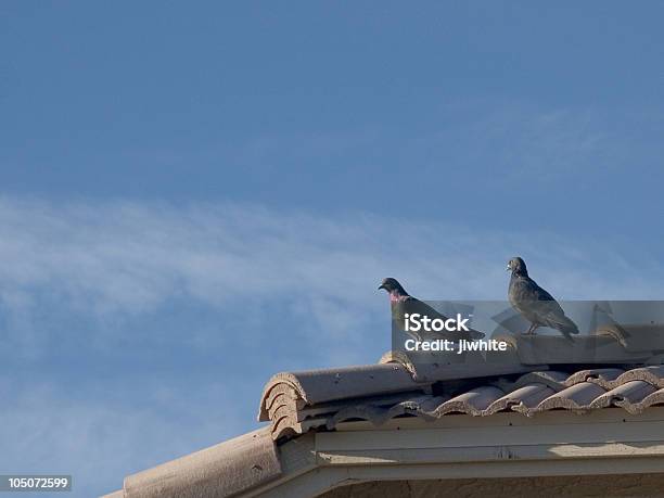 Gołębie Na Dachu - zdjęcia stockowe i więcej obrazów Bez ludzi - Bez ludzi, Beżowy, Biały