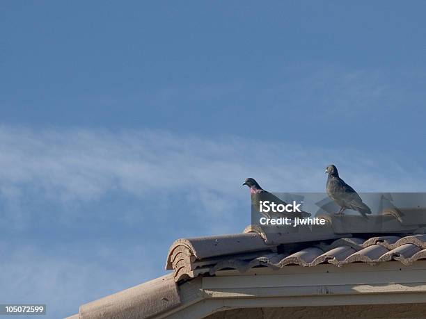 Pombos No Telhado - Fotografias de stock e mais imagens de Animal - Animal, Arizona, Azul