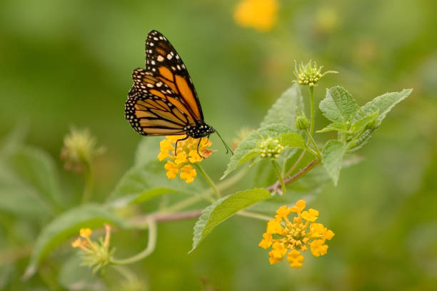 istock Monarch on Yellow Lantana 105072605