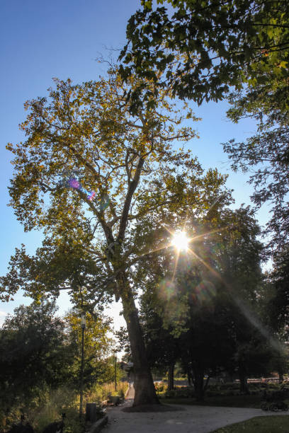 istock sunbeams through city park trees 1050726194