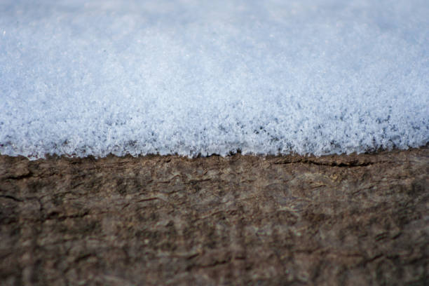 istock snow on a piece of tree 1050726626