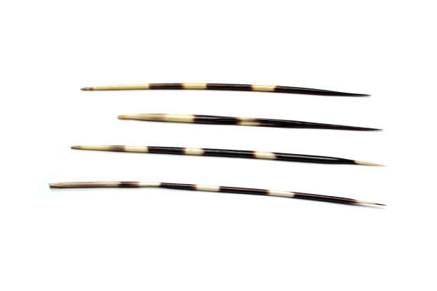 istock Four porcupines quills or spines, isolated on white background. 1050726866